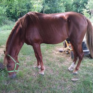 Meet your Posher, Rosco